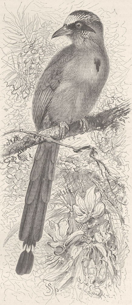 BIRDS. Brazilian motmot 1895 old antique vintage print picture